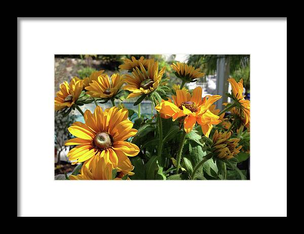 Coneflowers Framed Print featuring the photograph Coneflowers by Portraits By NC