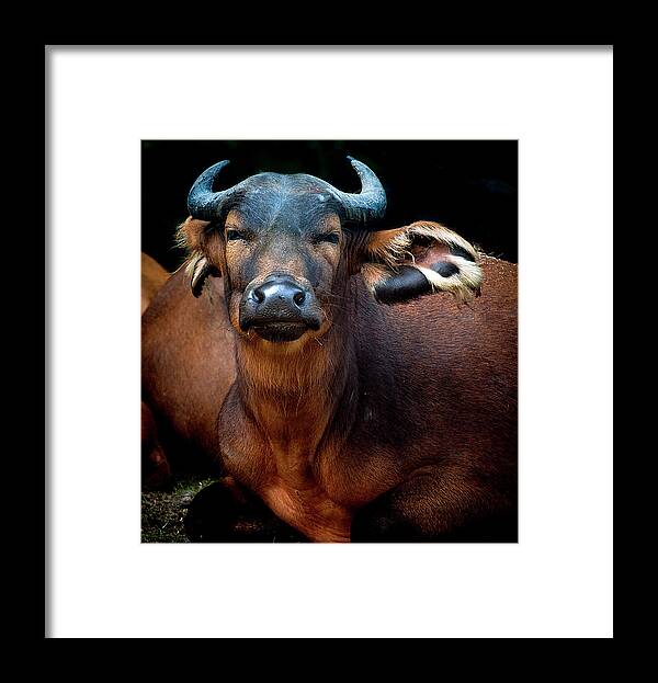 Animal Themes Framed Print featuring the photograph Congo Buffalo by Photo By Steve Wilson
