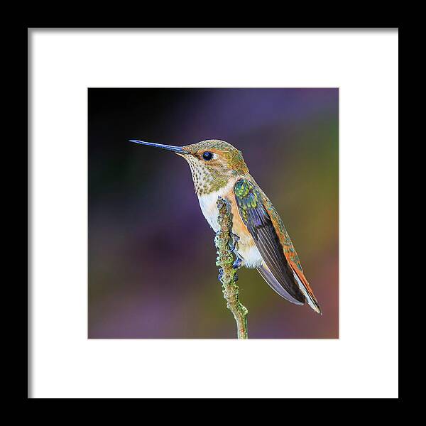 Animal Framed Print featuring the photograph Contemplation II - Rufous Hummingbird by Briand Sanderson