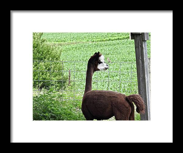 Bird Framed Print featuring the photograph The Conversation by Kathy Chism