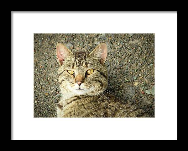 Cat Framed Print featuring the photograph Cool Farm Cat by Holden The Moment