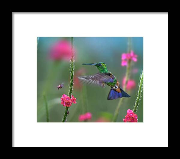 00557677 Framed Print featuring the photograph Copper-rumped Hummingbird, Trinidad by Tim Fitzharris
