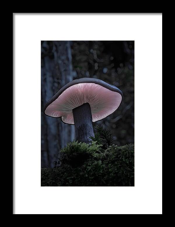 Mushroom Framed Print featuring the photograph Coqueta by Jesus Concepcion Alvarado