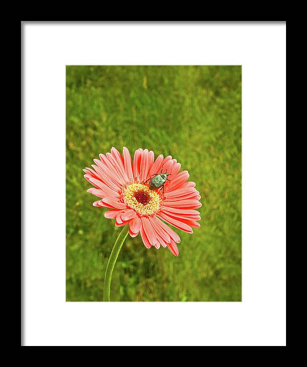 Tranquility Framed Print featuring the photograph Coral Gerbera Daisy With A June Bug by Chris Stein