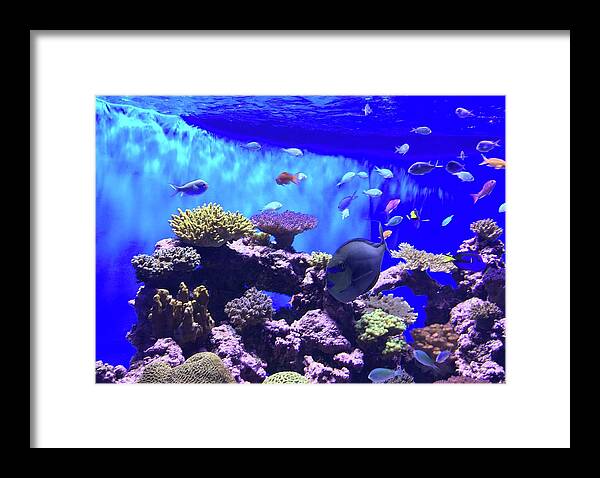 Fish Framed Print featuring the photograph Coral Life by Bnte Creations