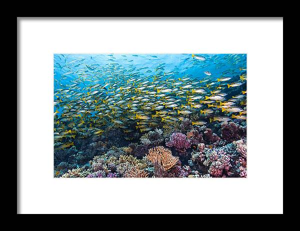 Underwater Framed Print featuring the photograph Coral Reef Life by Dmitry Marchenko