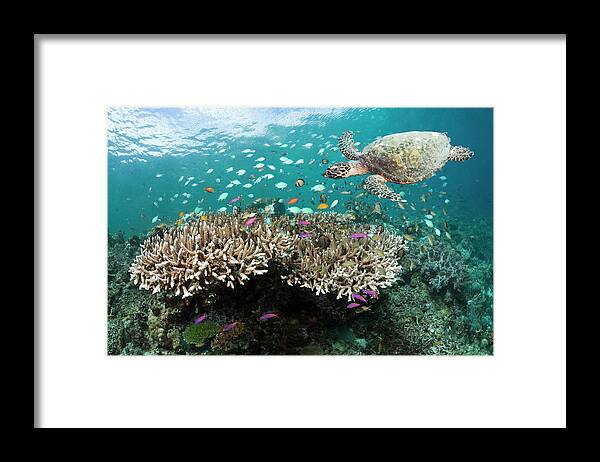 Animals In The Wild Framed Print featuring the photograph Coral Reef With Hawksbill Turtle by Georgette Douwma
