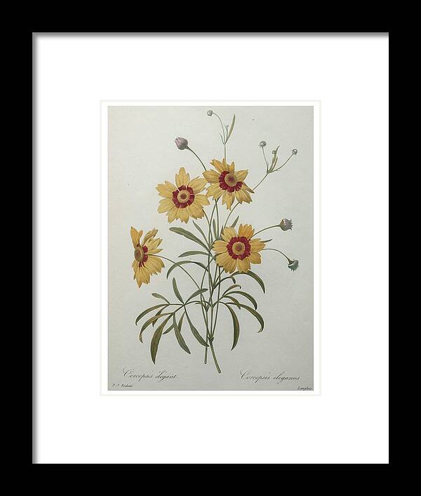 Redoute Framed Print featuring the painting Coreopsis or Tickseed by Pierre-Joseph Redoute