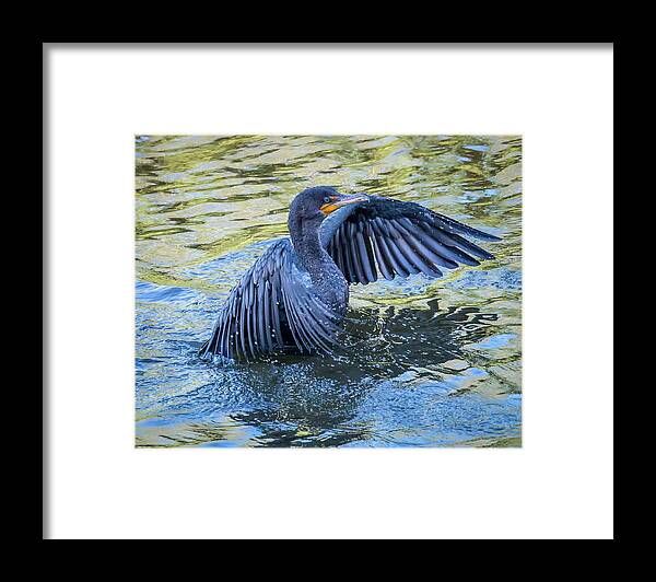 Birds Framed Print featuring the photograph Cormorant swimming by Joe Myeress