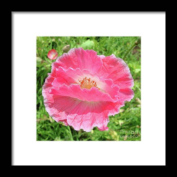 Papaver Rhoeas Framed Print featuring the photograph Corn Poppy 7 by Amy E Fraser