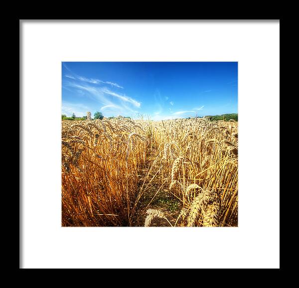 Outdoors Framed Print featuring the photograph Corn Rield by Haaghun