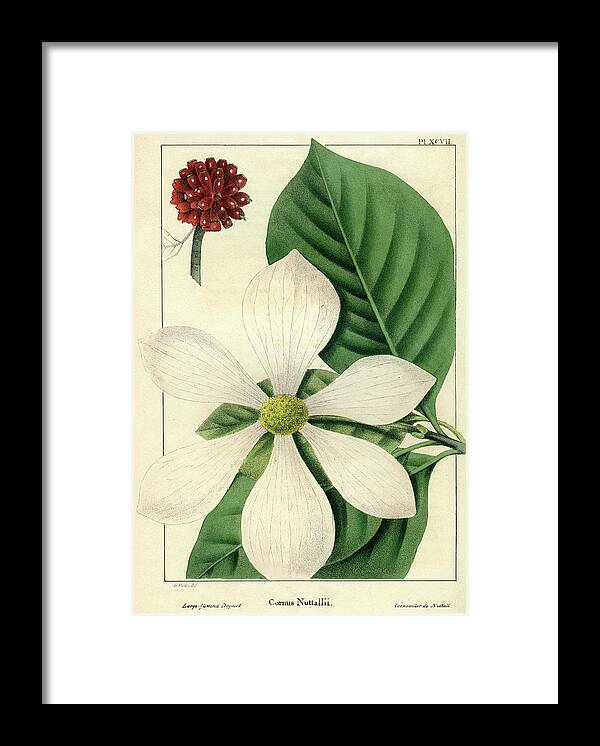 Pacific Dogwood Framed Print featuring the drawing Cornus Nuttallii by Unknown