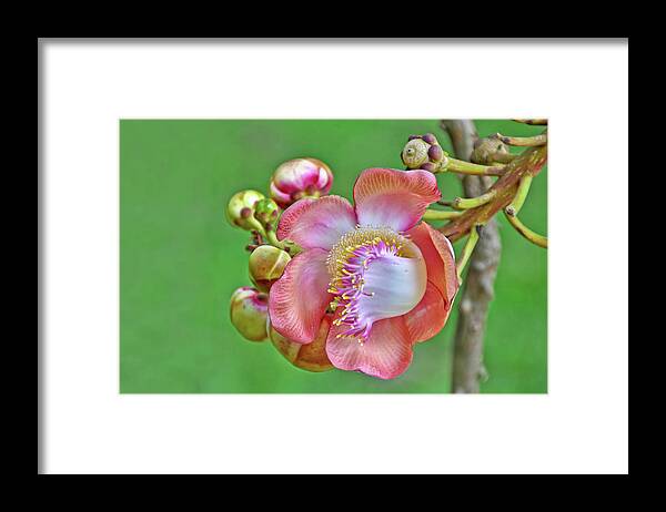 Kandy Framed Print featuring the photograph Coroupita Guianensis Flower by Rosita So Image