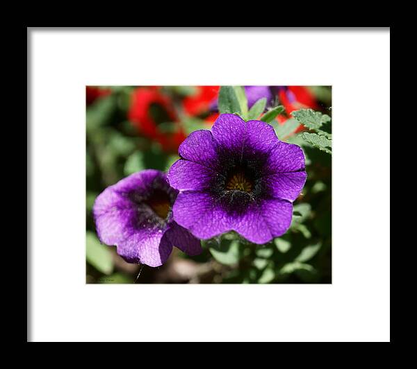 Petunias Framed Print featuring the photograph Cosmic Purple Petunias by Tracey Vivar