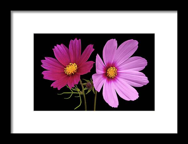 Cosmos Framed Print featuring the photograph Cosmos Duet by Terence Davis