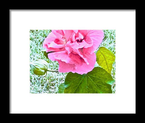 Amy's Cotton Rose Framed Print featuring the photograph Cotton Rose in Frost by Debra Grace Addison