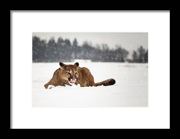 Mammal

Animal
Cougar
Snow
Winter Framed Print featuring the photograph Cougar by Michaela Fireov