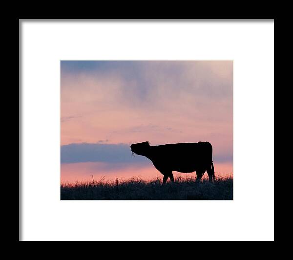 Kansas Framed Print featuring the photograph Cow after Sunset 01 by Rob Graham