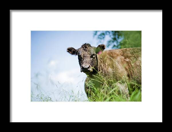 Grass Framed Print featuring the photograph Cow In A Field by Nerida Mcmurray Photography