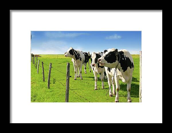 Grass Framed Print featuring the photograph Cow by Lisegagne