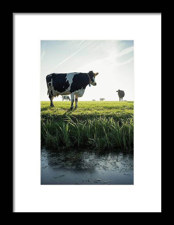 Standing Framed Print featuring the digital art Cow Standing By Ditch, Other Cows On Pasture In Background, Wyns, Friesland, Netherlands by Mischa Keijser