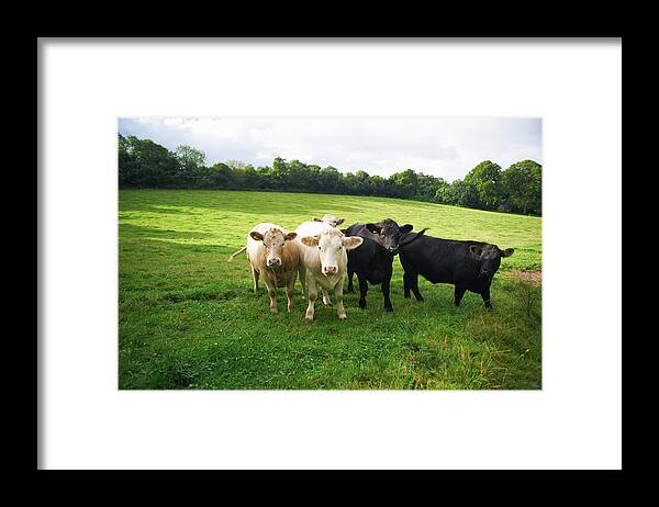 Grass Framed Print featuring the photograph Cows Walking In Grassy Field by Peter Muller