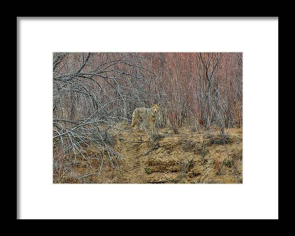Coyote Framed Print featuring the photograph Coyote in the Brush by Britt Runyon