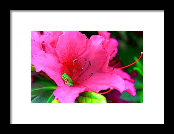Photography Framed Print featuring the photograph Cozy Frog by Debra Grace Addison