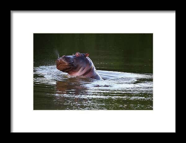 Cq2r6340 Hippopotamus Sa Framed Print featuring the photograph Cq2r6340 Hippopotamus Sa by Bob Langrish