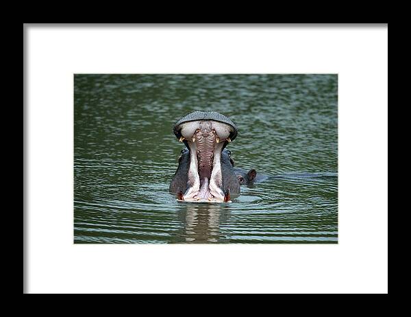 Cq2r7103 Hippopotamus Sa Framed Print featuring the photograph Cq2r7103 Hippopotamus Sa by Bob Langrish