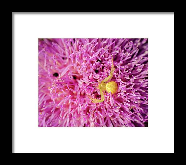 Canadian Thistle Framed Print featuring the photograph Crab Spider by Jeff Phillippi