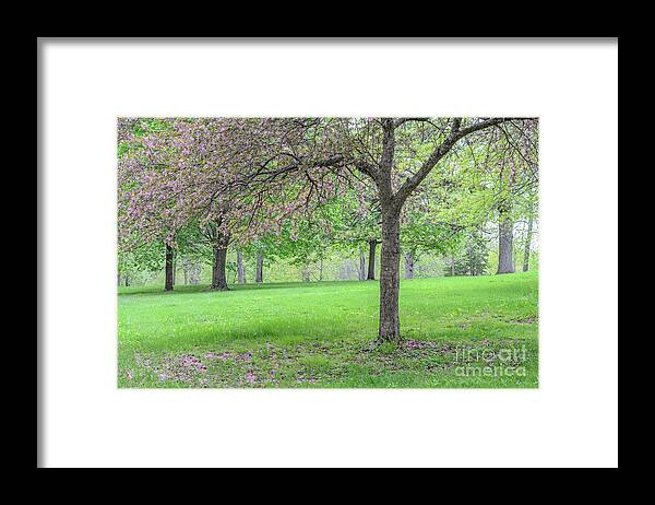 Crabapple Tree Framed Print featuring the photograph Crabapple Tree in Spring by Tamara Becker