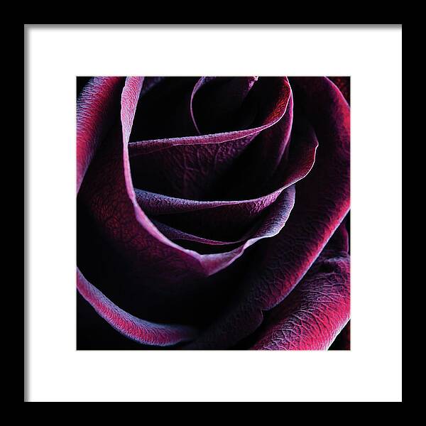 Rose Framed Print featuring the photograph Crimson Queen by Amy Weiss