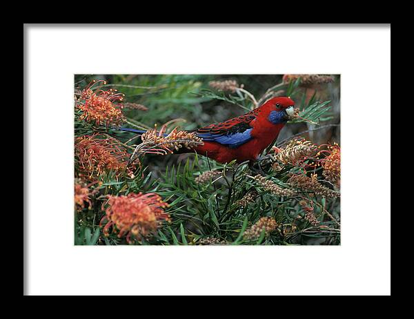 Animal Framed Print featuring the photograph Crimson Rosella On Tree Platycercus by Nhpa