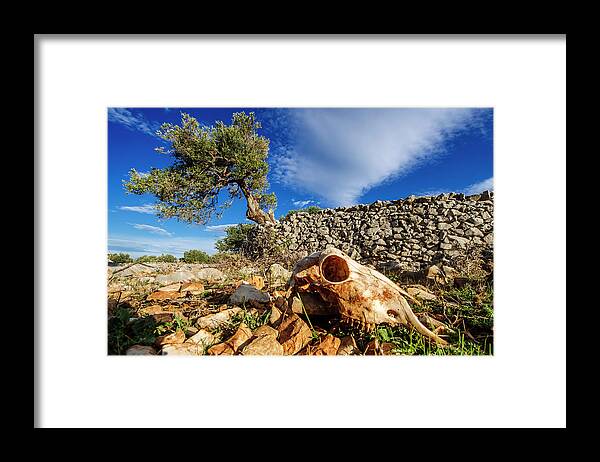 Estock Framed Print featuring the digital art Croatia, Velebit Coastal Area, Pag Island, Olive Tree And Dry Stone Wall With Sheep's Skull by Stipe Surac