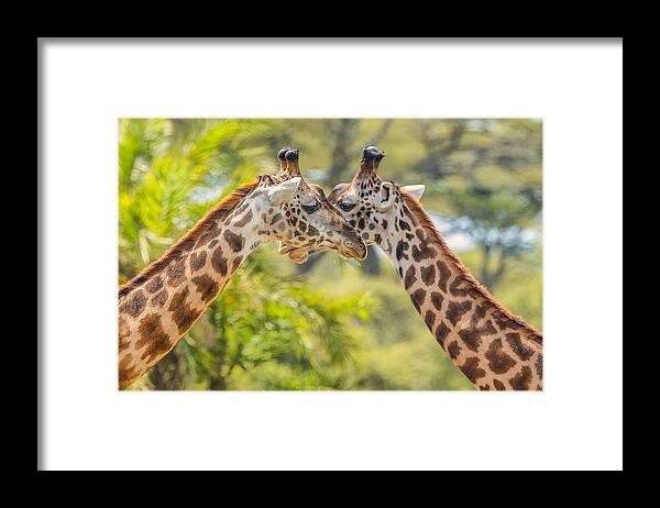 Wildlife Framed Print featuring the photograph Cross by Mohammed Alnaser