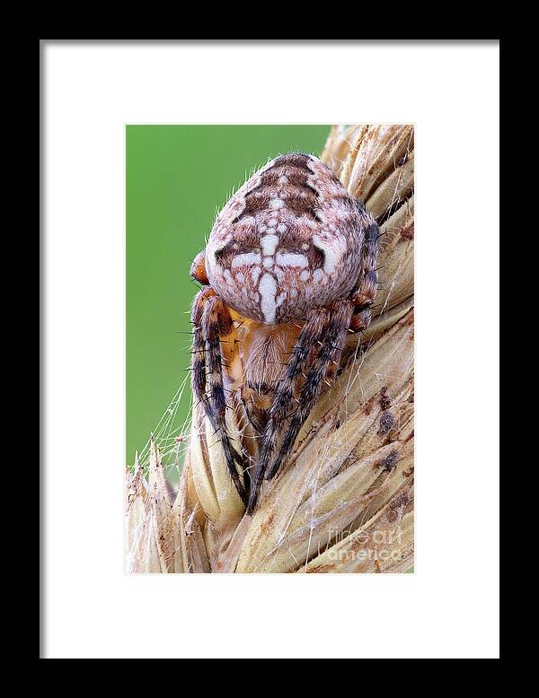 No-one Framed Print featuring the photograph Cross Orbweaver Spider by Ozgur Kerem Bulur/science Photo Library