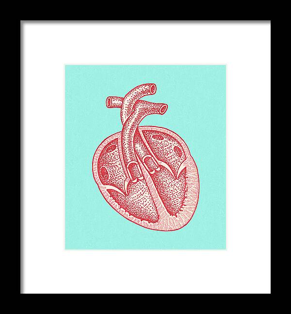 Anatomical Framed Print featuring the drawing Cross Section of a Heart by CSA Images