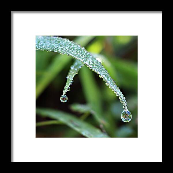 Two Grass Framed Print featuring the photograph Crossing over by Michelle Wermuth