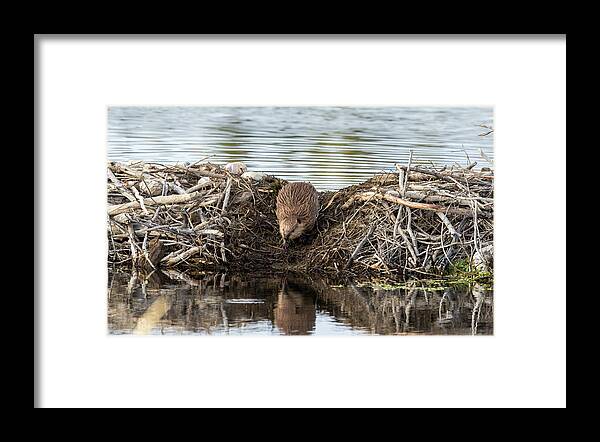 Beaver Animals Wildlife Critter Snake River Grand Teton National Park Dam Young Framed Print featuring the photograph Crossing the Dam by Ronnie And Frances Howard