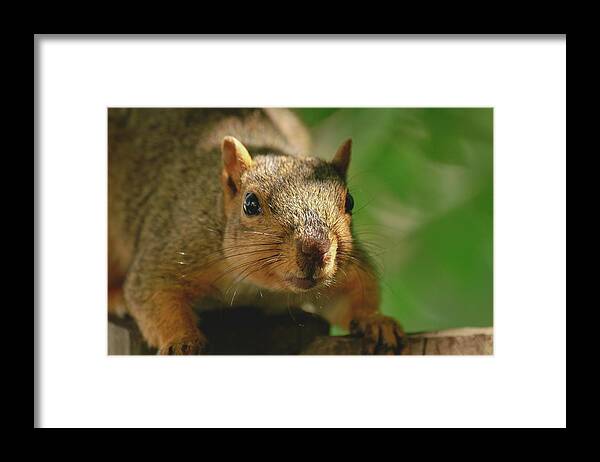 Fox Squirrel Framed Print featuring the photograph Crouching Squirrel by Don Northup