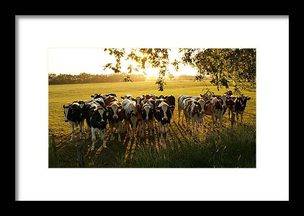 Shadow Framed Print featuring the photograph Crowded Cows by Bob Van Den Berg Photography