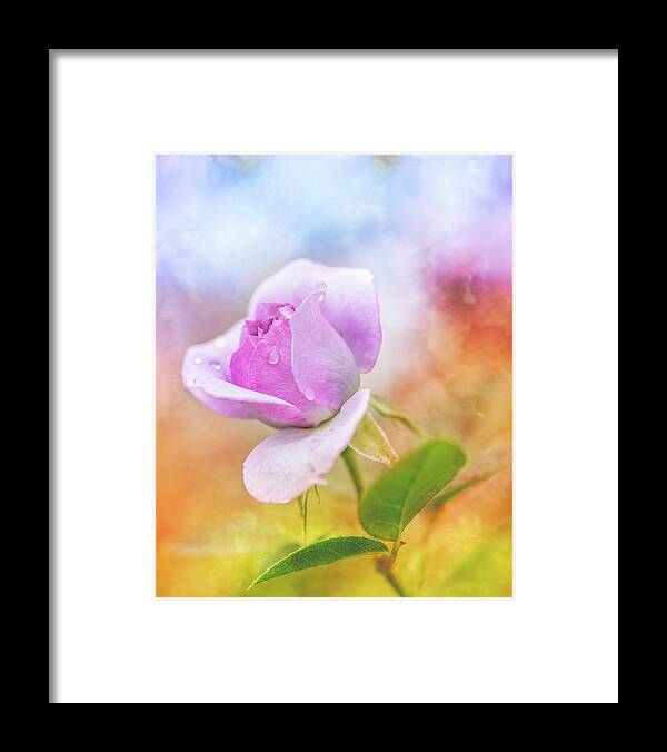 Flower Framed Print featuring the photograph Crying Rose by Jennifer Grossnickle