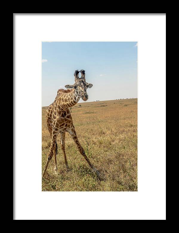 Grass Framed Print featuring the photograph Curious Giraffe by Jnhphoto