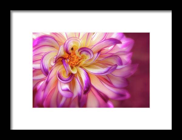 Dahlia Framed Print featuring the photograph Curly, Swirly Dahlia by Mary Jo Allen
