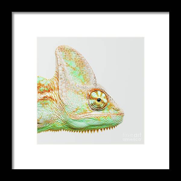 Pets Framed Print featuring the photograph Cute Chameleon Head Looking At Camera by Sensorspot