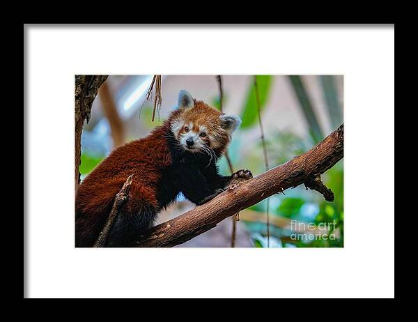 Panda Framed Print featuring the photograph Cute Red Panda by Susan Rydberg