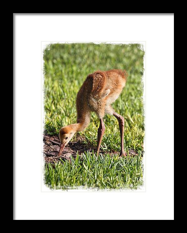 Sandhill Crane Framed Print featuring the photograph Cute Sandhill Colt with Border by Carol Groenen