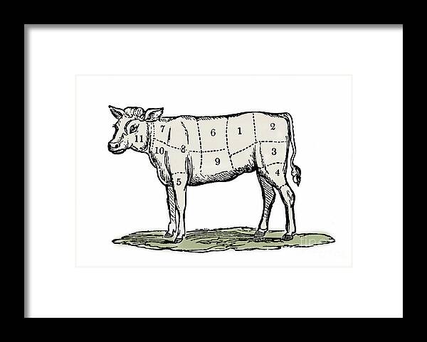 Cow Framed Print featuring the drawing Cuts of Veal by European School