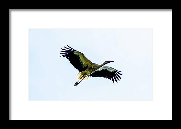 Storck Framed Print featuring the photograph Cigogne # 3 by Jorg Becker